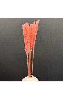 Пампасная трава (розовая) 75-85см Sofi De MarkO