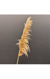 Пампасная трава (беж) 130-140см Sofi De MarkO