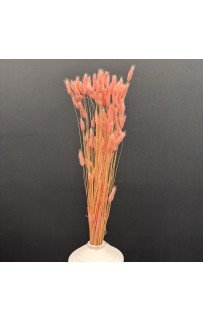 Сухоцвет (персик) 75 см Sofi De MarkO
